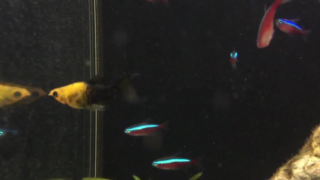 Freshwater fish in home aquarium. Corydoras catfish, Paracheirodon axelrodi, Poecilia sphenops (Molly). Fish tank.