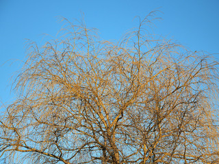 Fototapeta premium Weideaustrieb in der Frühlingssonne