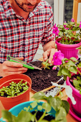 Farmer planting young seedlings flowers in the garden. Gardening concept.