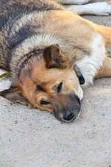 Brown dog cute is sleeping on ground