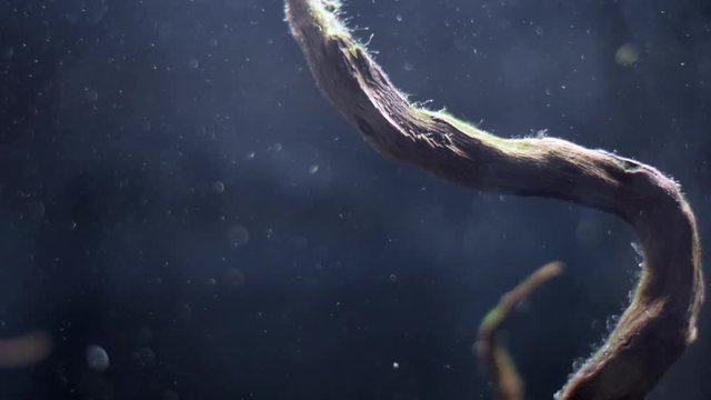 Debris particles move in water behind glass of aquarium without fishes. No fish in fish tank.