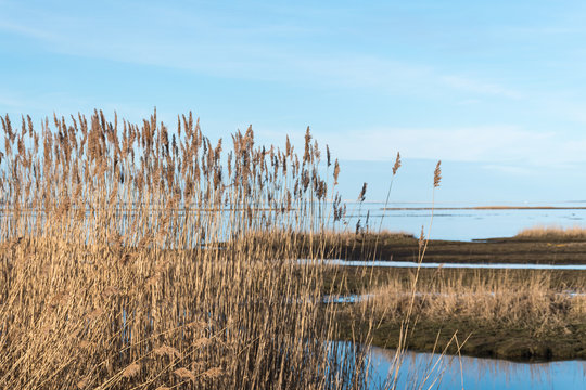 Sunlit reeds in a calm marshland