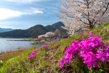 Fujikawaguchiko Cherry Blossoms Festival. View of full bloom pink cherry trees flowers at Lake Kawaguchi with clear blue sky natural background in springtime sunny day. Yamanashi Prefecture, Japan