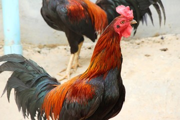 Fighting cock with the nature in garden