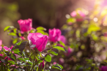 Blooming pink canker rose spring