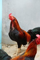 Fighting cock with the nature in garden