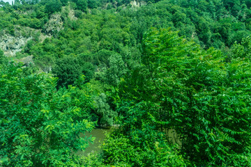 Fototapeta na wymiar Italy,Florence to Pisa Train, a close up of a lush green forest