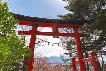 Close-up Torii Gate with Mount Fuji ( Mt. Fuji ) in cherry blossoms springtime sunny day with clear blue sky natural background. Arakurayama Sengen Park, Fujiyoshida City, Yamanashi Prefecture, Japan