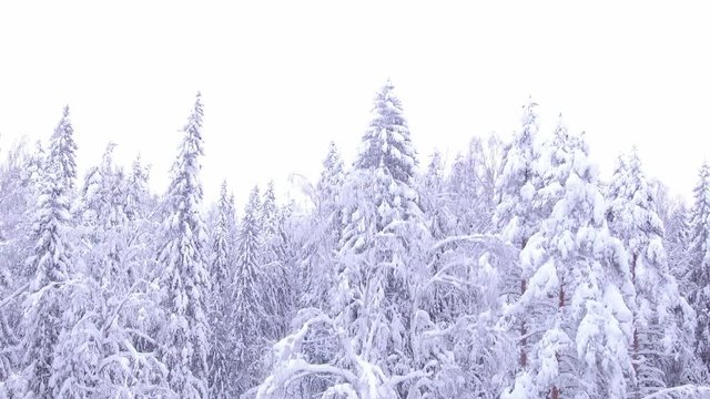 Drone ASCENDING slowly revealing vast snow covered spruce forest in the wilderness. Looks like a fairytail landscape.