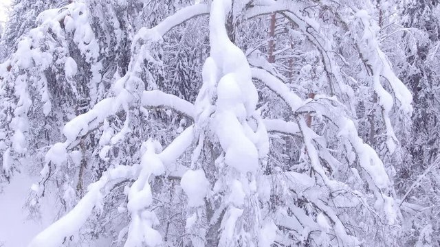 Drone DESCENDING in front of a huge, snow covered birch tree. Very fairytail look.