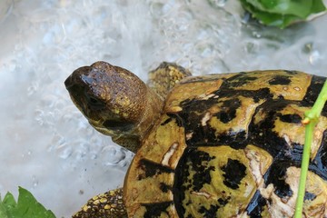 Greek turtle and water.