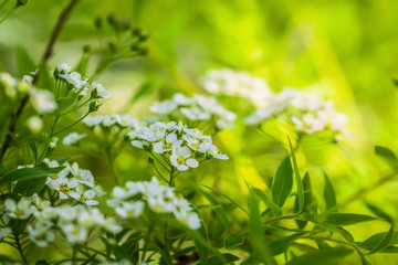 Blooming spirea on a spring