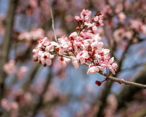 cherry blossom