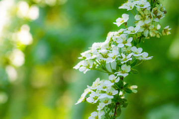 Blooming spirea on a spring
