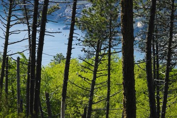 Trees and woods on the Cinque Terre sea. Trees and sea in a panorama of the Cinque Terre (Province of La Spezia)