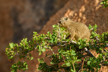 Naklejka na ściany i meble Common Rock Hyrax - Procavia capensis, small mammal from African hillls and mountains, Namibia.