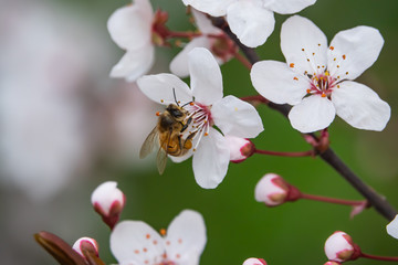 Honeybee on Cherry Plum Flower in Winter