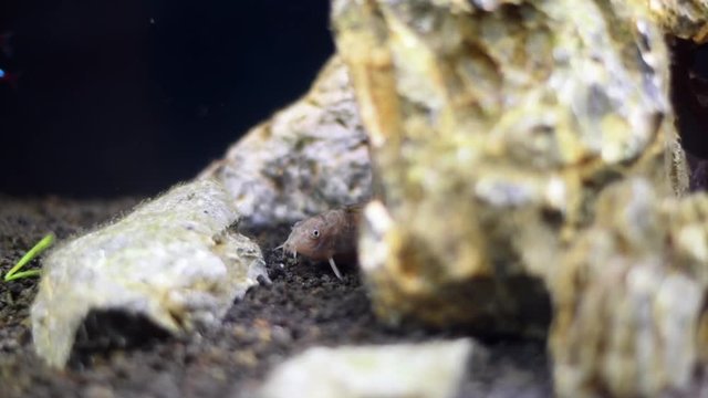 Freshwater cory fish in home aquarium. Corydoras catfish close-up in fish tank. Many Paracheirodon axelrodi swimming in aquarium.