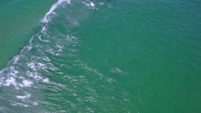 Top down shot of bottle nose dolphins playing in the waves.