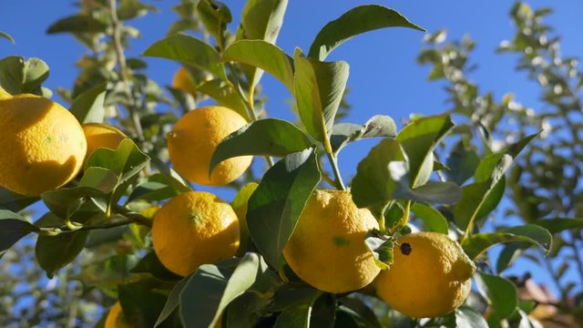 Lemon fruits hanging on lemon tree on a sunny winter day. Bright yellow fruits slowly waving on a green leaves tree on a blue sky background.