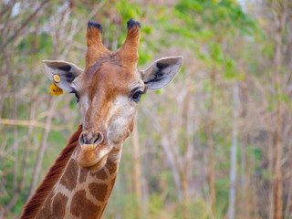 face head giraffe close up  have yellow tag on them ear  can see beautiful pattern  texture fur on neck zoo create natural background