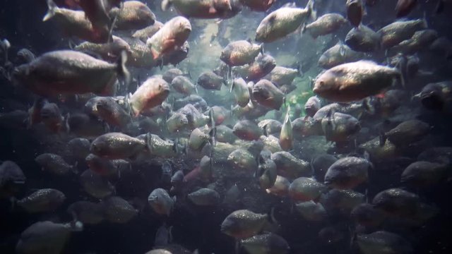 Piranha - Colossoma macropomum