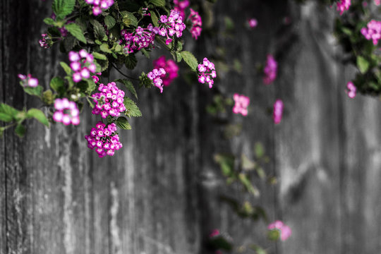 Beautiful violet floral blossom spring summer on wooden blurt background of nature.concept idea lovely nature