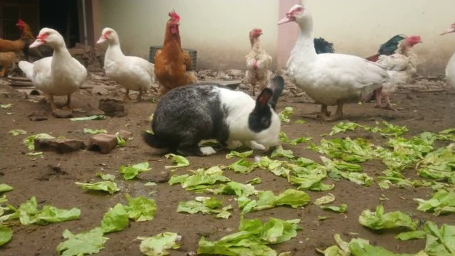 Rabbit eating gabbage in the middle a group of chickens