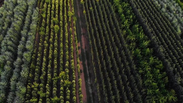 Aerial top view panning of a tree field garden centre with lots of different trees and species in the middle of Spain in a rural area in Lleida.