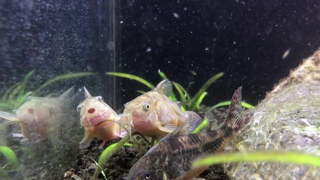 Freshwater cory fish in home aquarium. Corydoras catfish close-up in fish tank.