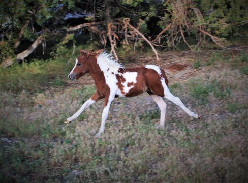 Running Colt