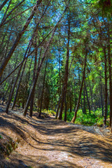 Plaka forest at Kos, Greece