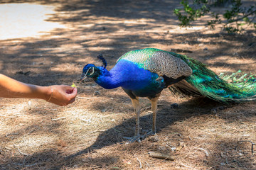 Beautiful Peacock in Plaka Forest, Greece