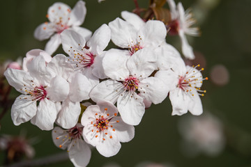 Cherry Plum Flowers in Bloom in Winter