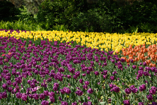 Purple Passionale yellow Strong Gold and Orange Balloon tulips with ferns in Spring at Commissioners Park during Canadian Tulip Festival Ottawa