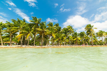 Clear water and palm trees by the shore in Bois Jolan beach in Guadeloupe