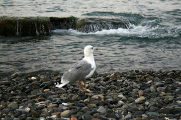 seagulls on the stones in the sea on a cloudy day