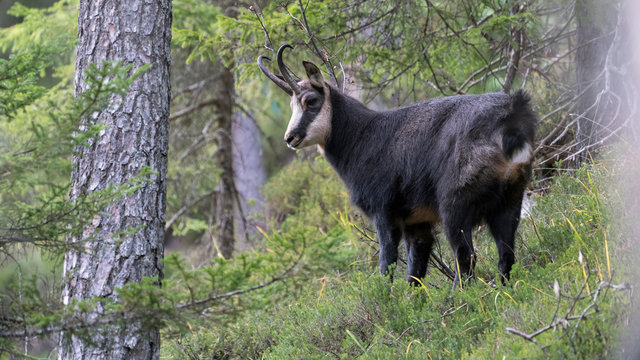 Gams (Rupicapra rupicapra) im herbstlichen Wald 