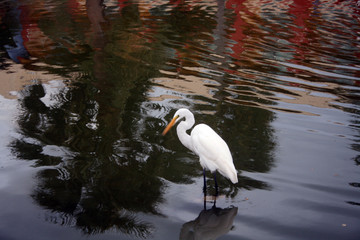 heron in the reeds on the pond