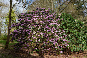 Rhododendron in woods