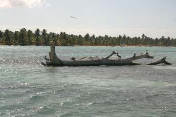 Fototapeta premium seagulls on the stones in the sea on a sunny day