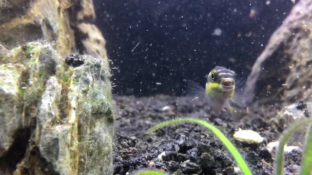 Freshwater cory fish in home aquarium. Corydoras catfish and pelvicachromatis close-up in fish tank.