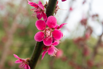 Chinese Plum Blossoms in Winter