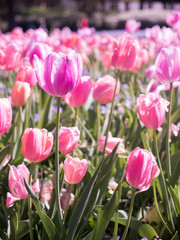Fototapeta premium Tulips