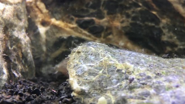 Freshwater cory fish in home aquarium. Corydoras catfish and pelvicachromatis close-up in fish tank.