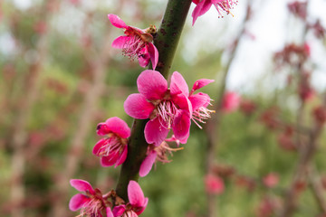 Chinese Plum Blossoms in Winter