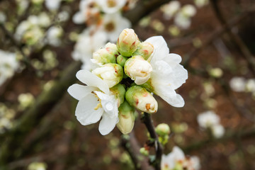 Chinese Quince Flower Buds in Winter
