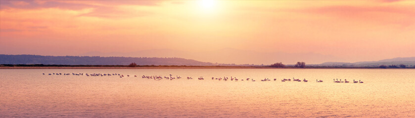 Flamants roses (Phoenicopterus Roseus), Le Salin de La Palme,Occitanie.