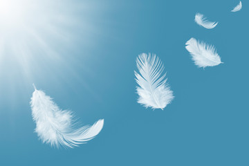 White feathers float in the sky.