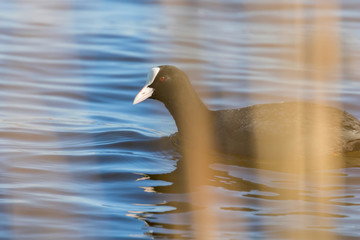 Coot swimming (Fulica atra) Close up Eurasian Coot